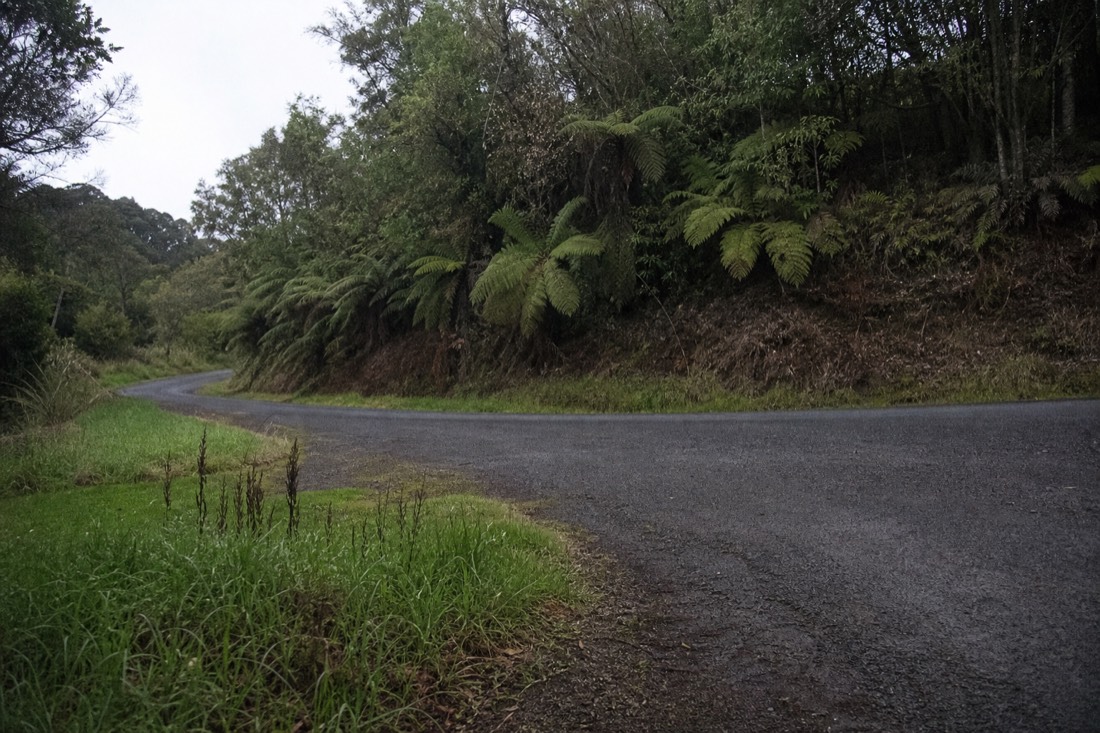 Another view at Waitomo: a rural New Zealand road curving between hedgerows and paddocks with tree ferns on a bank under soft overcast light