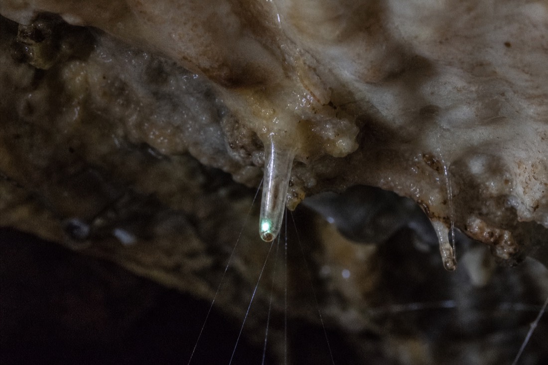 Another view at Waitomo: macro view of a translucent larva inside a mucous tube on a wet cave ceiling with its tail segment glowing faint blue-green
