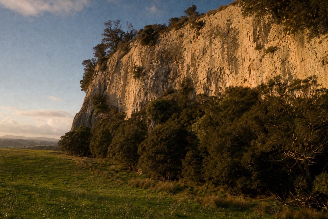 Another view at Waitomo: a limestone bluff above green New Zealand farmland in late afternoon light with ancient trees along its base