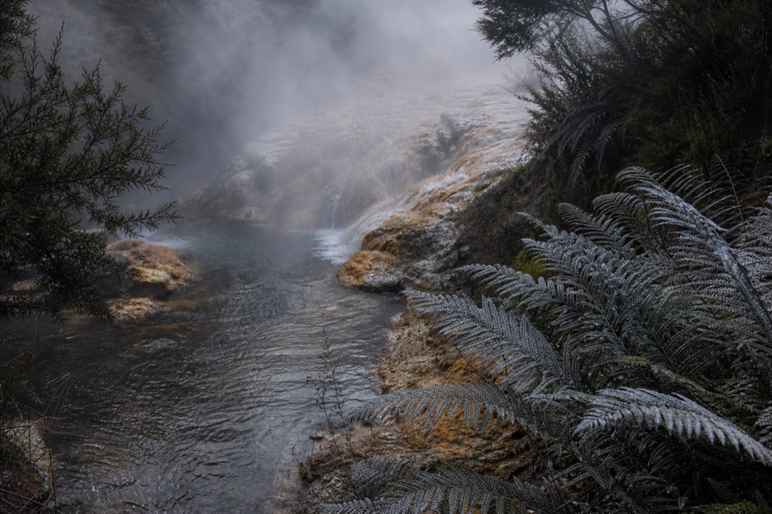 Another view at Waitomo: steam drifting off a geothermal stream in New Zealand native bush at dawn with silver ferns and ochre mineral crust on the rocks