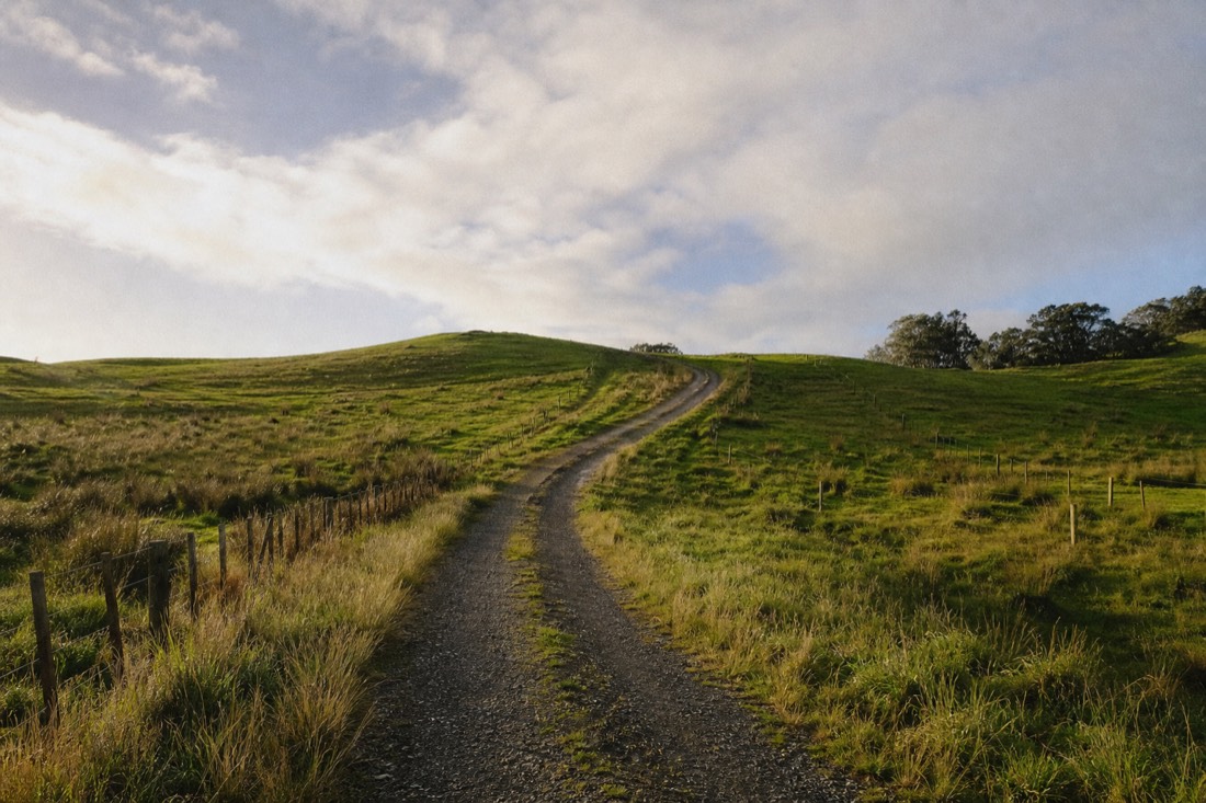 Another view at Waitomo: rolling green Waikato pasture with a single old tree and a gravel farm track in early morning mist