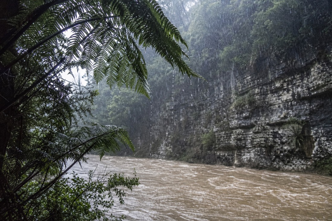 Another view at Waitomo: heavy rain falling on New Zealand native bush with a swollen brown stream running fast under a limestone bluff