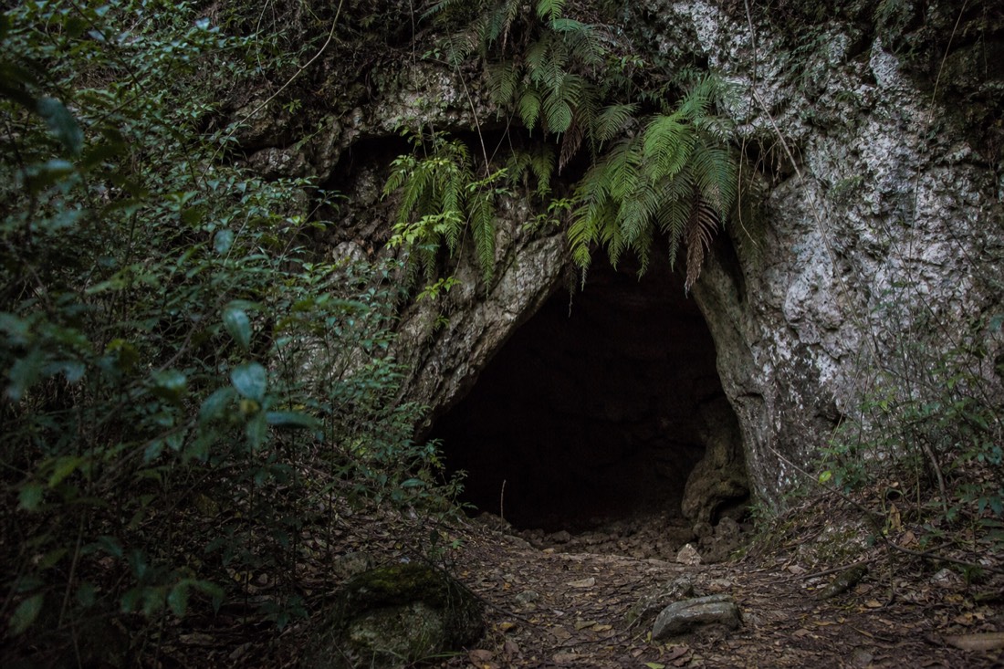 Another view at Waitomo: a cave entrance in a bush-covered limestone bluff at first light with ferns overhanging the dark opening