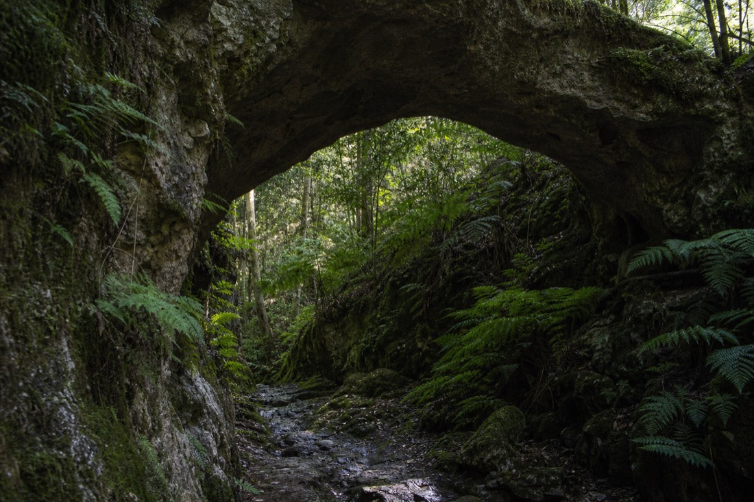 Another view at Waitomo: a tall narrow waterfall dropping into a bush-fringed pool in New Zealand native forest with mossy rock and tree ferns